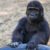 Trafic d’animaux le bébé gorille Zeytin restera en Turquie, une décision qui divise