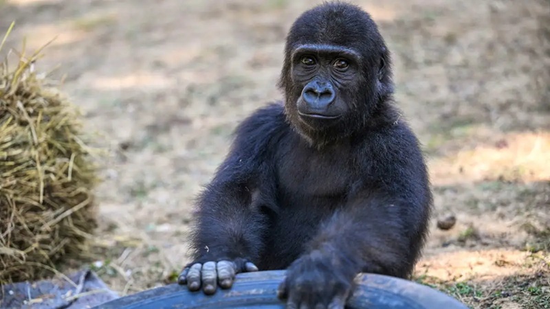 Trafic dâanimaux le bĂ©bĂ© gorille Zeytin restera en Turquie, une dĂ©cision qui divise