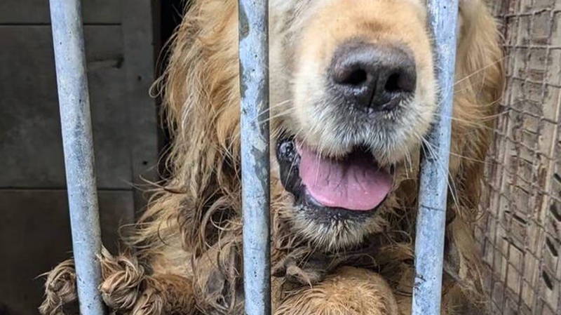 Trois chiens maltraités secourus à Saint-Sébastien-sur-Loire la SPA et la police interviennent
