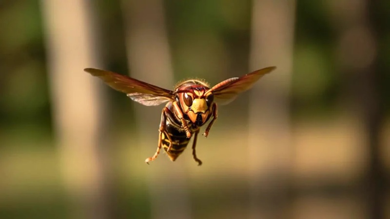 Tragédie en Galice un homme meurt aprÚs une attaque de frelons asiatiques