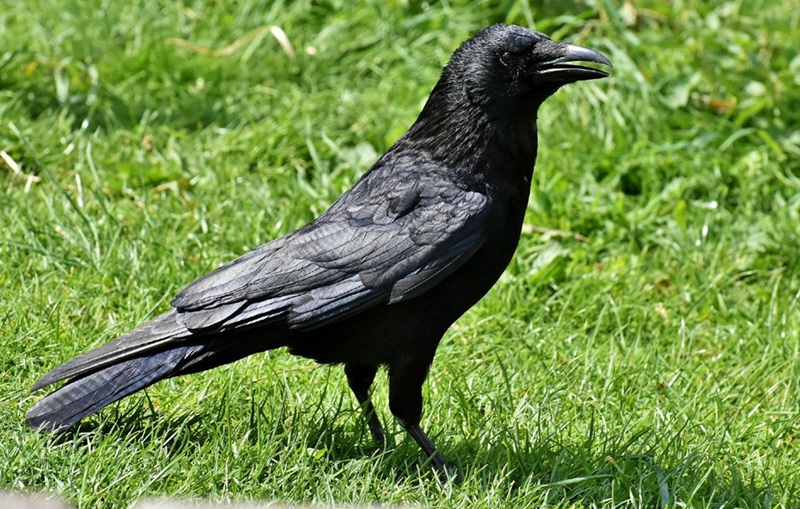 Acheter un corbeau prix, législation et conseils avant de se lancer