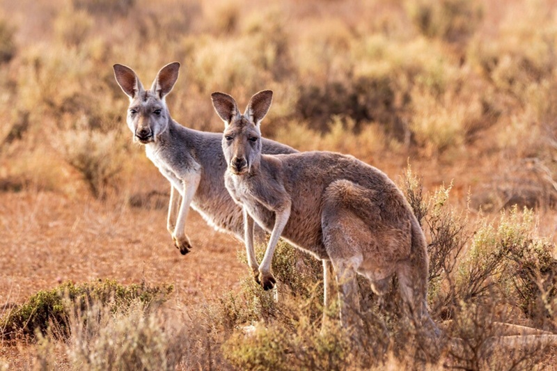 Acheter un kangourou prix, espÚces, conseils et législation