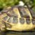 Acheter une tortue prix, espèces, conseils et législation