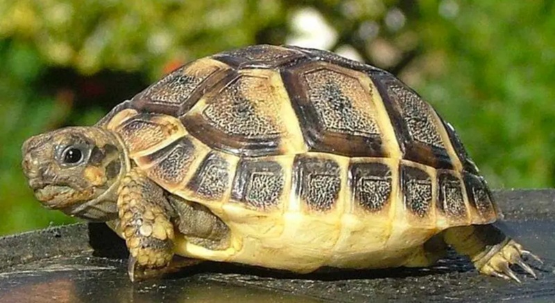 Acheter une tortue prix, espÚces, conseils et législation