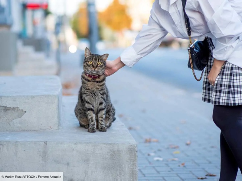 Arnaque en Ligne Cristina Bizet et la Rançon de son Chat Perdu