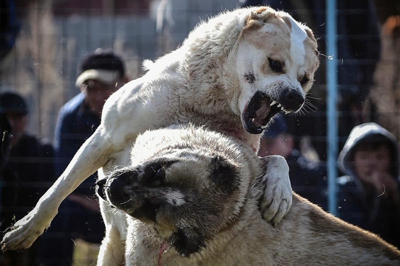 Attaque de chiens errants à Sainte-Bazeille un choc pour les propriétaires d’animaux