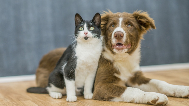 Comment bien choisir son animal selon son mode de vie