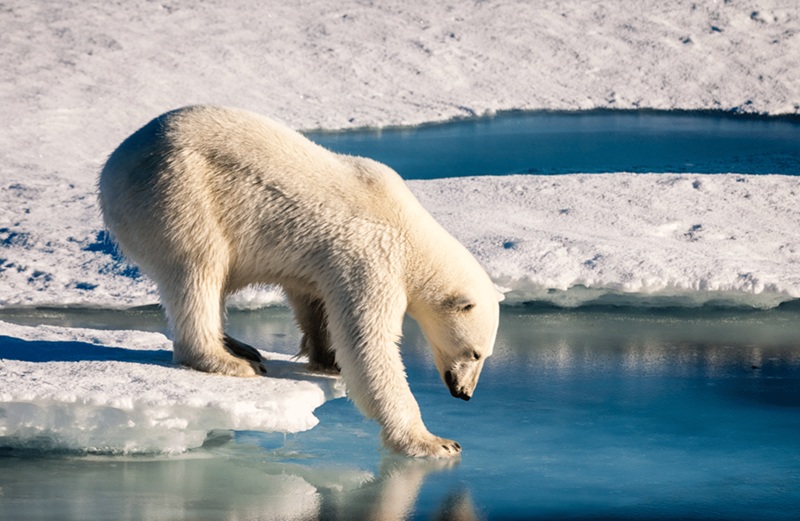 Comment les animaux sâadaptent aux changements climatiques exemples concrets