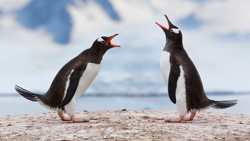 Communication animale comment les animaux parlent-ils entre eux