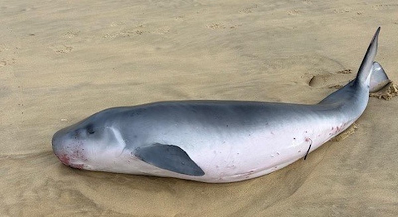 Drame sur la cÎte landaise deux cachalots pygmées retrouvés échoués à Seignosse