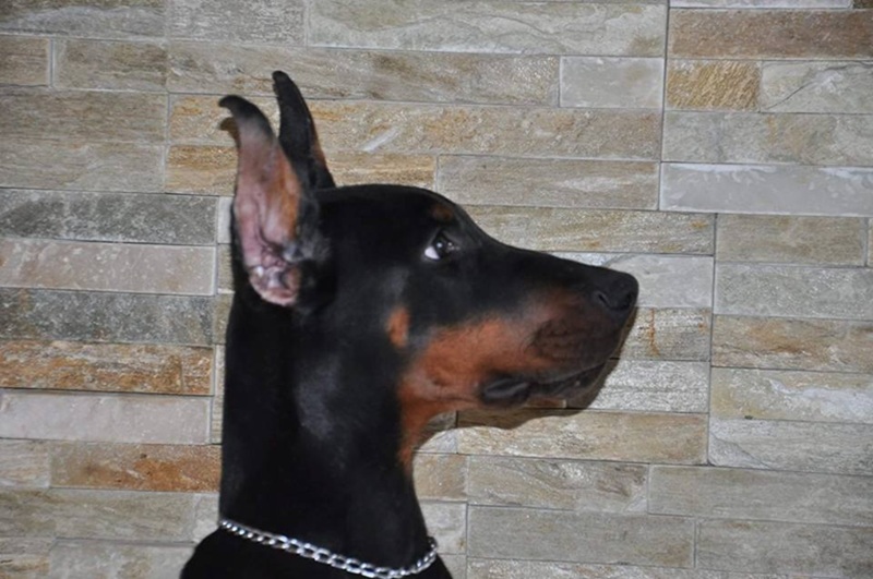 Ălevage de Dobermann aux oreilles coupĂ©es ce quâil faut savoir en 2025