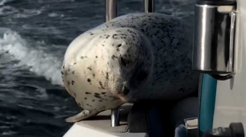 Face à face inattendu un phoque terrorisé trouve refuge sur un bateau au large de Seattle