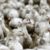 Grippe aviaire une résurgence inquiétante en Europe