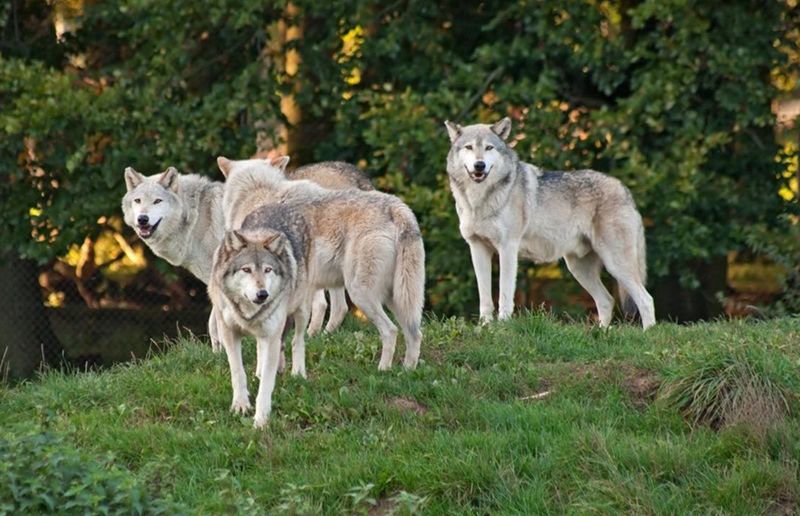 Hiérarchie et organisation dans les meutes loups, hyènes, suricates…