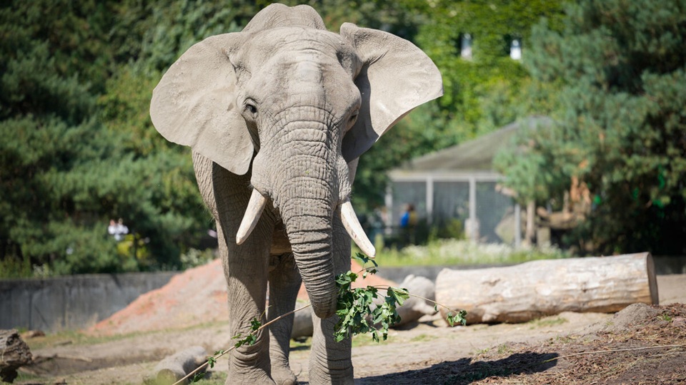 Indonésie une tragédie rappelle les tensions entre humains et éléphants sauvages