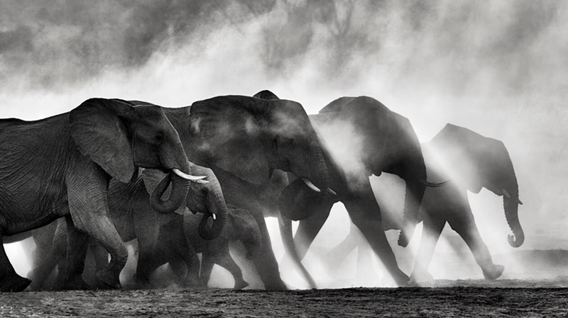 Kyriakos Kaziras plus de 150 photos animalières exposées à Saint-Philbert-de-Grand-Lieu