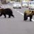 L'Attaque d'un Ours au Japon Tristesse, Peur et Soulagement à Higashinaruse