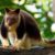 Le Kangourou Arboricole de Goodfellow un acrobate méconnu des forêts tropicales