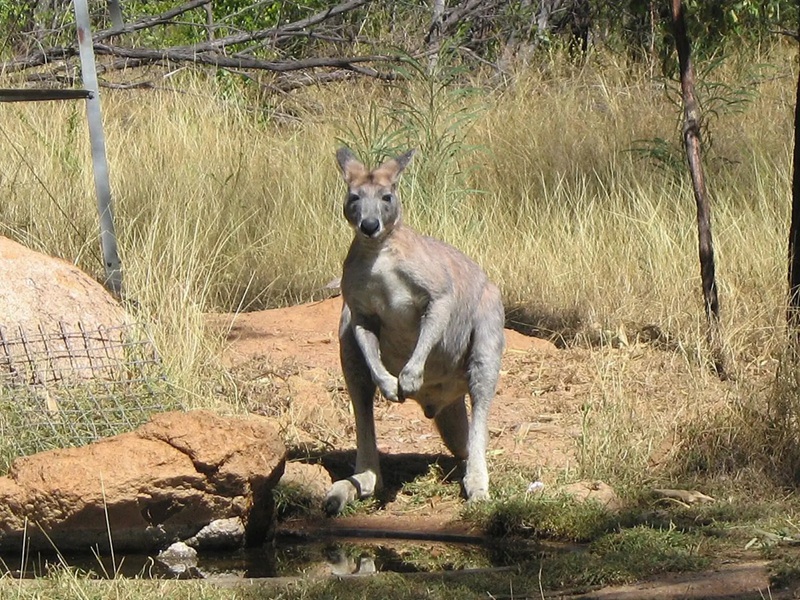 Le Kangourou antilopine lâathlĂšte Ă©lĂ©gant du nord australien