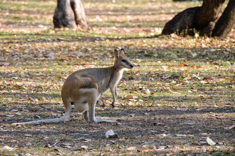 Le Kangourou de Wallaroo (ou Euro) le robuste montagnard australien