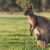 Le Kangourou gris de l’Ouest le gardien des plaines australiennes