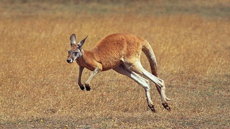 Le Kangourou roux le géant bondissant du désert australien