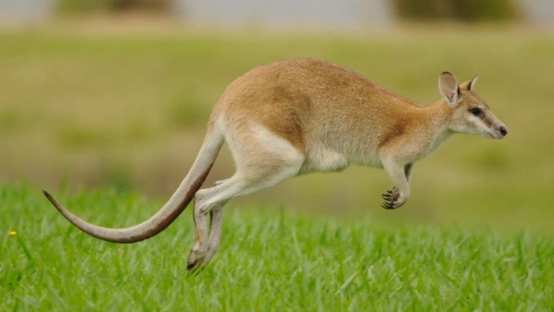 Le Wallaby agile l’athlète discret des forêts australiennes