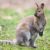 Le Wallaby de Bennett un petit kangourou qui a tout d’un grand
