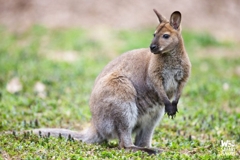 Le Wallaby de Bennett un petit kangourou qui a tout d’un grand