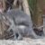 Le Wallaby de Dorcopsis le spécialiste des forêts de Papouasie