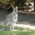 Le Wallaby de Parry un petit marsupial discret mais fascinant