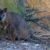 Le Wallaby de Tammar le petit athlète des îles australiennes