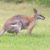Le Wallaby des forêts rouges un discret habitant des sous-bois australiens
