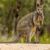 Le Wallaby des marais le discret explorateur des zones humides australiennes