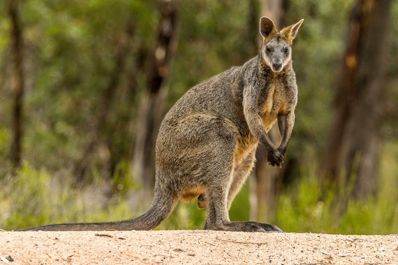 Le Wallaby des marais le discret explorateur des zones humides australiennes