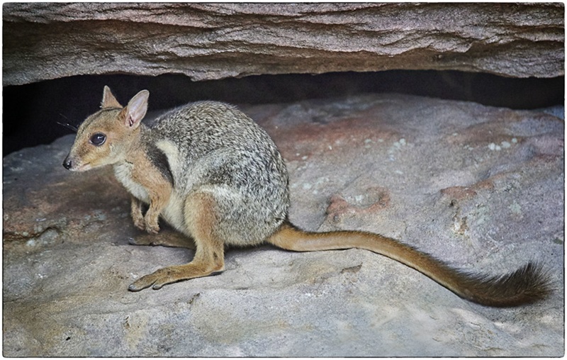 Le Wallaby des rochers à courtes oreilles le discret gardien des falaises australiennes
