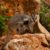Le Wallaby des rochers à queue en pinceau l’acrobate caché des falaises australiennes
