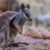 Le Wallaby des rochers à queue épaisse un maître du camouflage dans les falaises australiennes