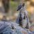 Le Wallaby des rochers de Herbert un acrobate discret des montagnes australiennes