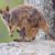 Le Wallaby des rochers de Mareeba un acrobate discret du Queensland