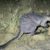 Le Wallaby des rochers de Nabarlek le minuscule fantôme des falaises du Top End