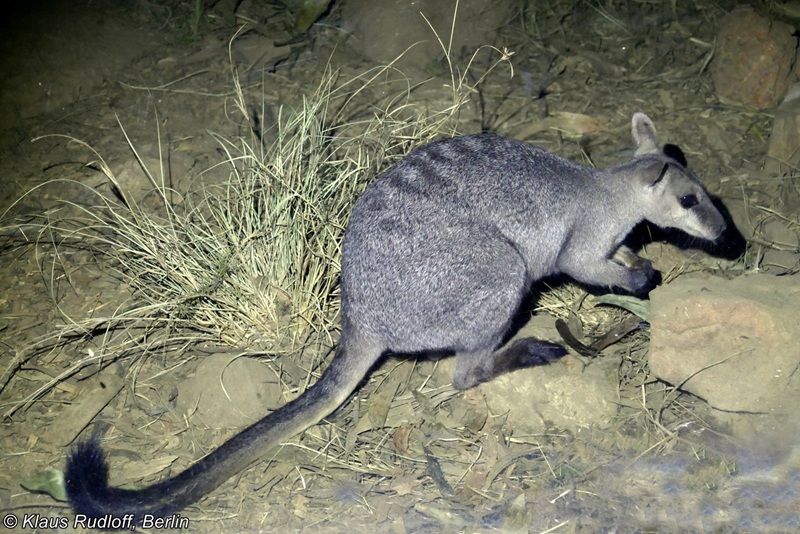 Le Wallaby des rochers de Nabarlek le minuscule fantôme des falaises du Top End