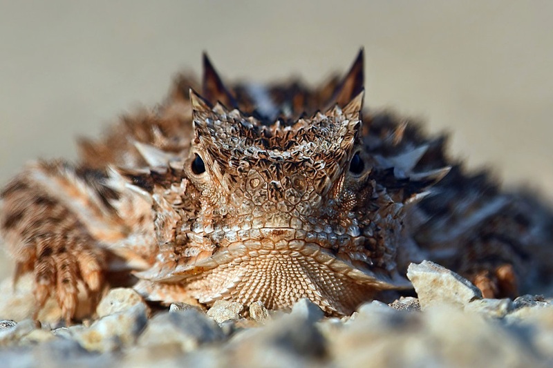 Le lézard à cornes le petit dragon du désert