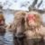 Le macaque japonais un primate courageux face aux hivers les plus rudes