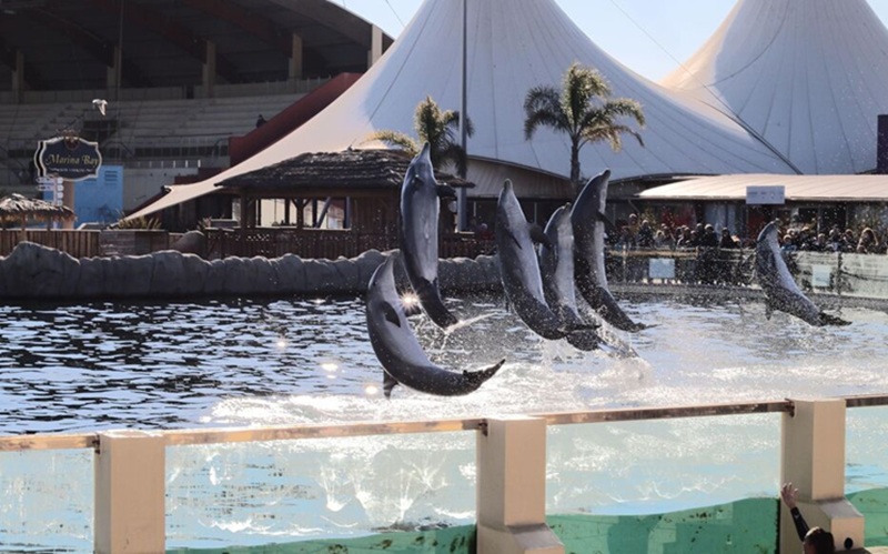 Le projet controversé du Zoo de Beauval un nouveau delphinarium