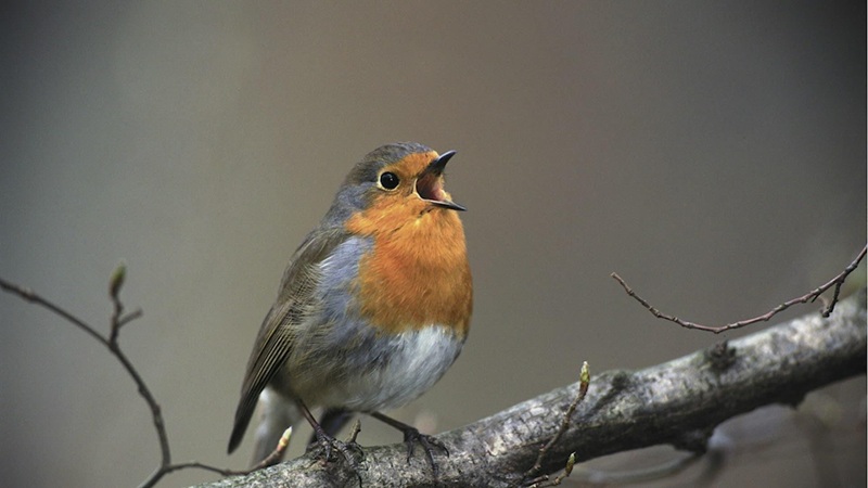 Le rouge-gorge Ă lâautomne un chanteur qui ne sâarrĂȘte jamais