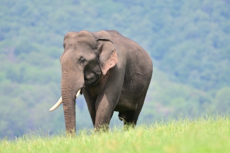 LâĂ©lĂ©phant dâAsie le gĂ©ant en pĂ©ril du continent