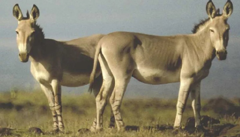 Les Ăąnes sauvages les cousins endurants des chevaux