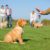 Les erreurs à éviter dans le dressage d’un chiot les bons réflexes dès le départ