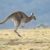 Les espèces de kangourous tout savoir sur ces incroyables marsupiaux